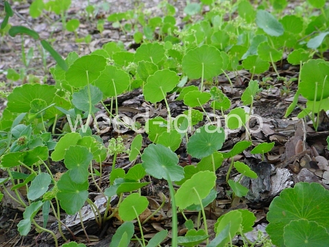 pennywort, whorled